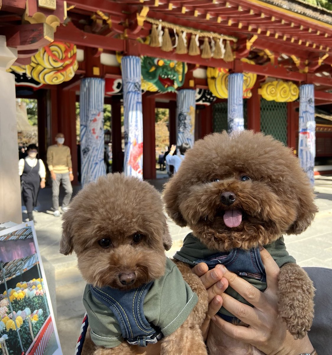 fuuta__ponta's tweet photo. 今年はさらに顔がデカくなりますよう🙏
#トイプードル 
#顔デカ
#顔���か犬
#太宰府
#ふーぽんです https://t.co/9RqDy3hLLR