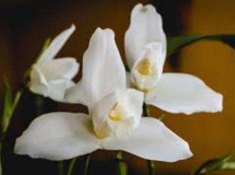 ByronLucasG1's tweet photo. HOY ES ELDÍA DE LA MONJA BLANCA 
Turistas nacionales y extranjeros visitan la reserva natural Orquigonía, en Cobán, para conocer la flor nacional. Hoy se conmemora el Día Nacional de la Monja Blanca, flor símbolo de la República de Guatemala. Según Acuerdo Gubernativo 10-99. https://t.co/AvOVqPoIg9
