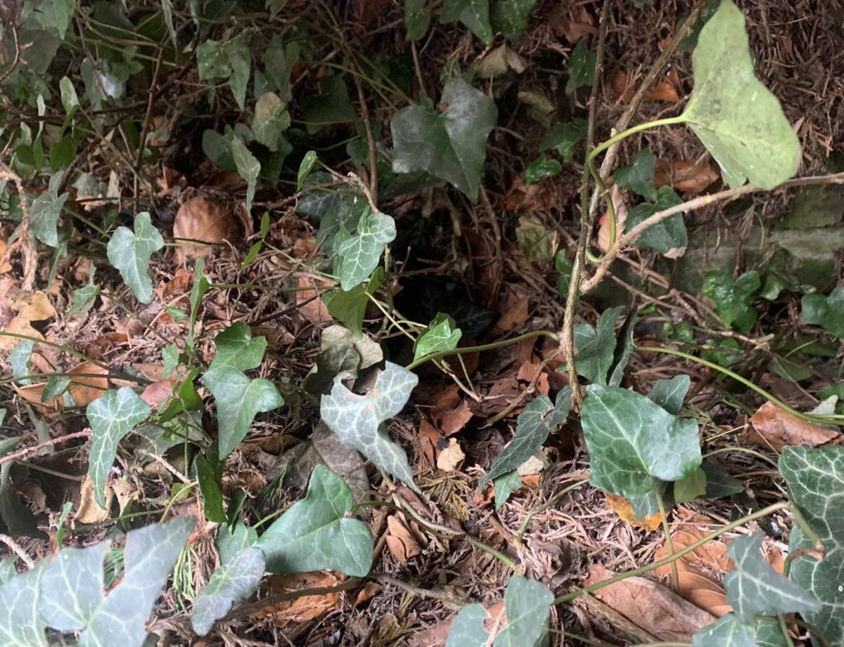 GlamorganRescue's tweet photo. **Seasonal Warning**

Before putting Rat Poison into holes it is worth spending some time confirming the tunnel is not a Hedgehog nest. 

#glamorganhedgehogrescue #glamorganhedgehogrescuecommunity https://t.co/Vo8iBJDdl1