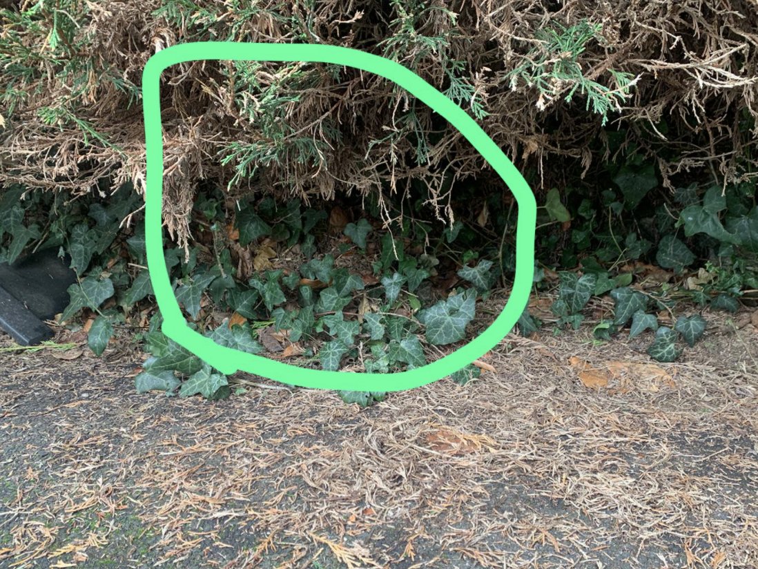 GlamorganRescue's tweet photo. **Seasonal Warning**

Before putting Rat Poison into holes it is worth spending some time confirming the tunnel is not a Hedgehog nest. 

#glamorganhedgehogrescue #glamorganhedgehogrescuecommunity https://t.co/Vo8iBJDdl1