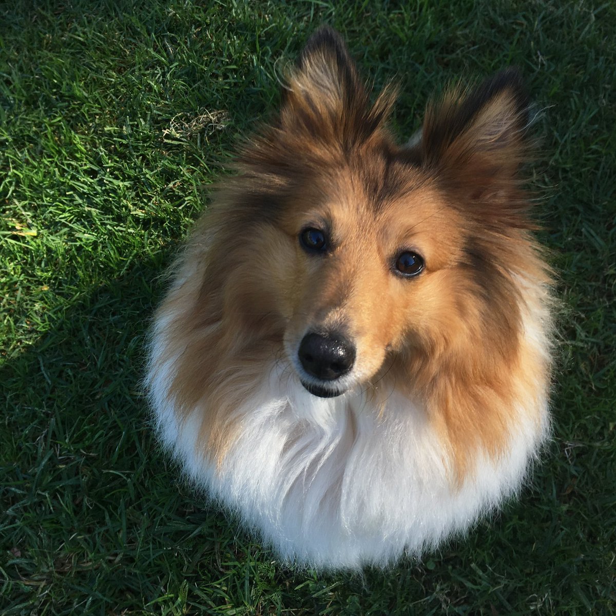 My beautiful Echo just moved over the rainbow bridge tonight .. thank you for the last 15 years my sweet baby girl, I'm at a loss of how to be without you #sheltie