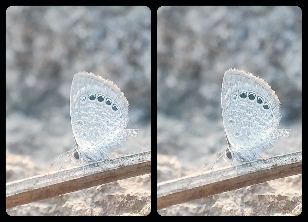 3d_india's tweet photo. Tiny butterfly!! 

Stereoscopic 3D cross eye view. 

Saturday for 3D stereoscopy. 

Share your 3d  stereoscopic photography using hashtag #3DSaturdayStereo

Not an #AIArt but #HIArt 🤪

#3ds #stereoscopic #INDvsAUS #stereoscopy #3d #Artist  https://t.co/UWNS7wf3Rf https://t.co/yV2OqRd2MS