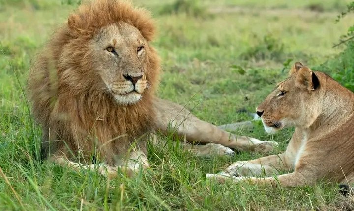 ExcitingClassic's tweet photo. Being the fact that #lions are responsible for most of the hunts in #savannahgrassland, they are regarded as the laziest among the #bigcats because they spend most of their time resting and active at night. Do not miss this interesting moment during the #nightgamedrive #gamedrive https://t.co/zQ7Rg9H7Ab