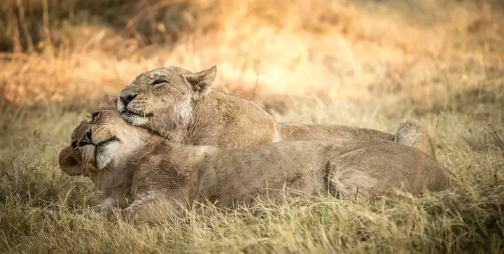 ExcitingClassic's tweet photo. Being the fact that #lions are responsible for most of the hunts in #savannahgrassland, they are regarded as the laziest among the #bigcats because they spend most of their time resting and active at night. Do not miss this interesting moment during the #nightgamedrive #gamedrive https://t.co/zQ7Rg9H7Ab