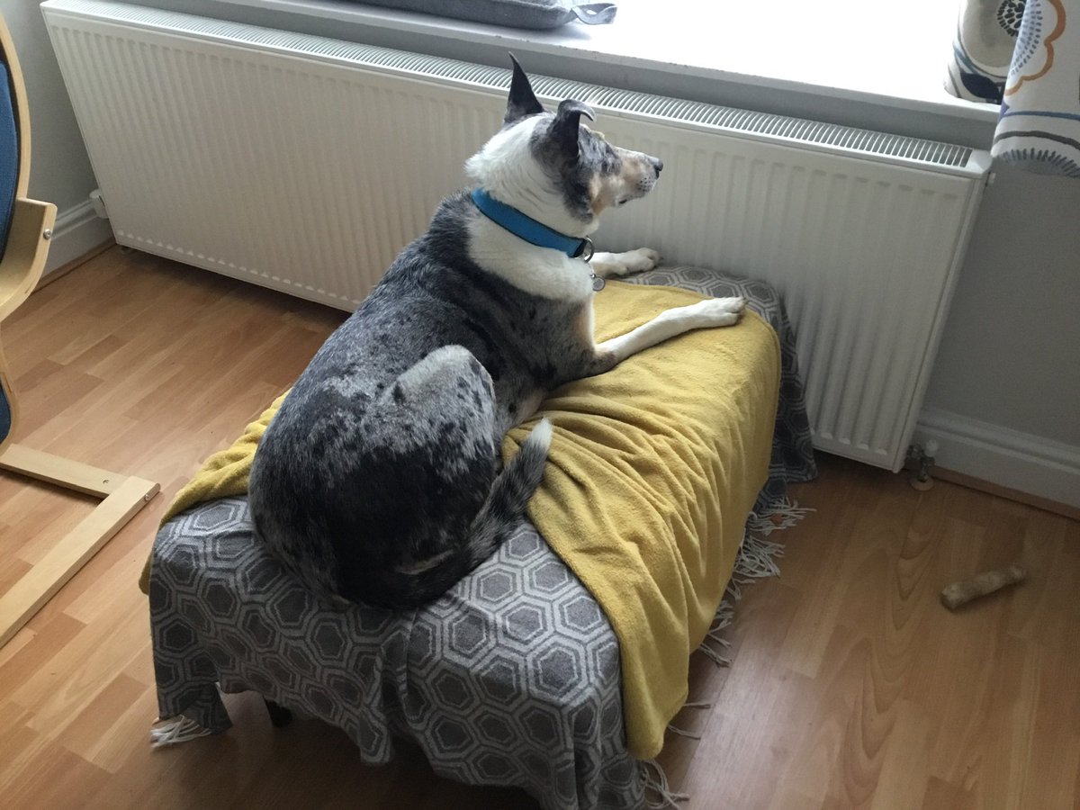 suebolter's tweet image. Neighbourhood watch! #dogs #nosey #Watching