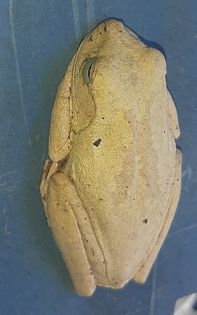 🐸 Frogs Daily 🐸 (and other amphibians) tweet media
