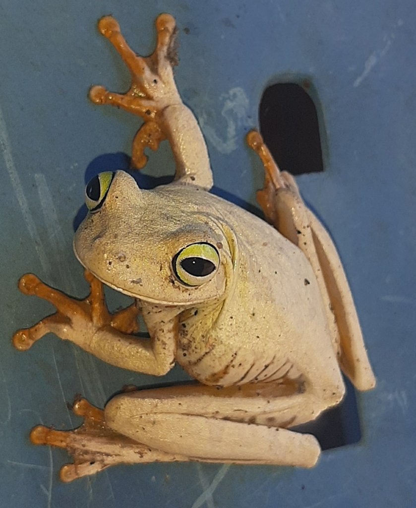 🐸 Frogs Daily 🐸 (and other amphibians) tweet media