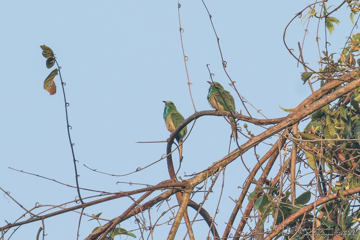 Wich’yanan L 🐍 ||| (@jayshrike) on Twitter photo Representatives of the orders Coraciiformes & Piciformes on <a href="/Birdfinders/">Vaughan Ashby</a> #Thailand tour
#birds #tourism #birding #birdwatching #birdphotography #NatureBeauty #colourful #wildlife #patterns #NaturePhotography #wildlifephotography #nature #BirdsOfTwitter #TwitterNaturePhotography Representatives of the orders Coraciiformes & Piciformes on <a href="/Birdfinders/">Vaughan Ashby</a> #Thailand tour
#birds #tourism #birding #birdwatching #birdphotography #NatureBeauty #colourful #wildlife #patterns #NaturePhotography #wildlifephotography #nature #BirdsOfTwitter #TwitterNaturePhotography