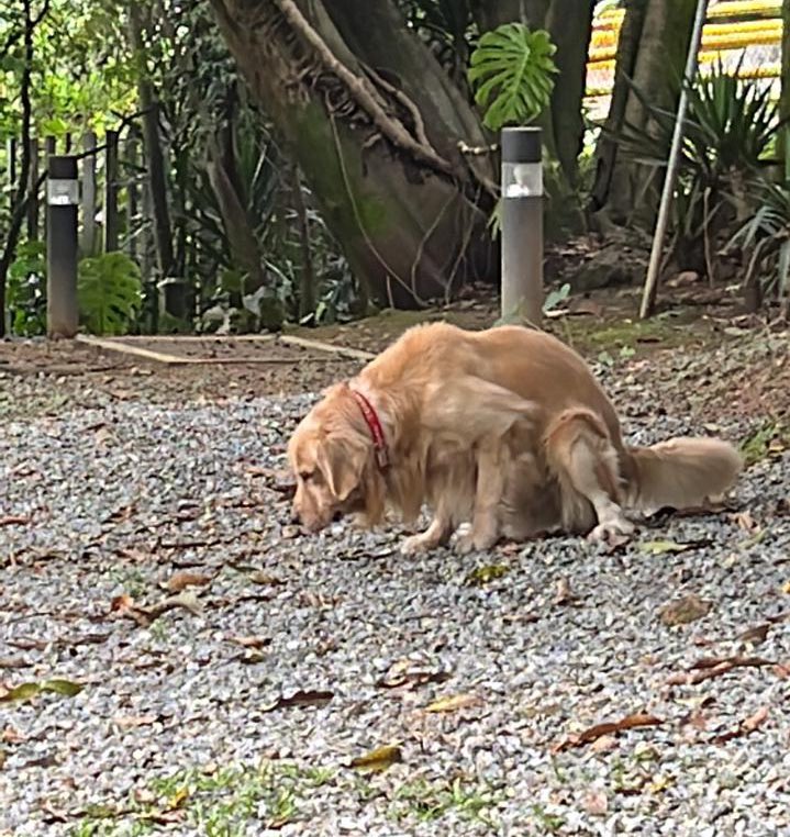 Retwittea al Tommy Sentao y tendrás  20 años de buena suerte