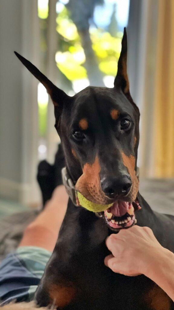 VickiYu's tweet photo. Sunny Disposition🌞
.
.
.
Is it just me, or is his wagging tail super amazing? I can’t stop watching. Nubbers for 20 seconds straight, sped up here. 
.
.
.

#IchiTheDoberman #GentleDoberman #nubbies #waggingtail #ThankYouForYourCondolences
#Doberman #… https://t.co/giJDsXqXtB https://t.co/4ZHCMMmA9m