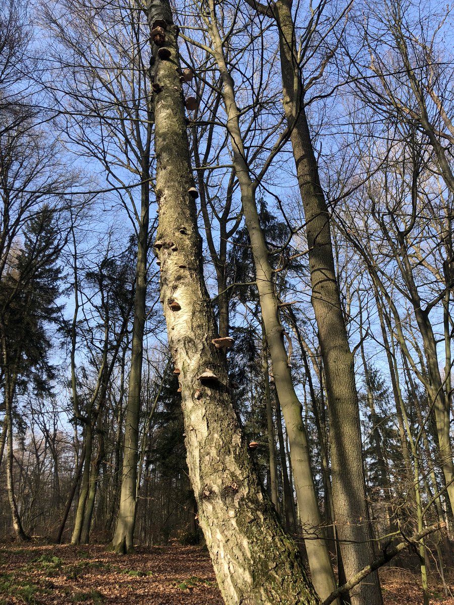 Had a great little walk on my visit to Germany. Spotted a treecreeper, Robin, great tit, blackbird and heard a woodpecker. 
#Osnabrück #wildlife #trees #winterwalks #Germany #birds