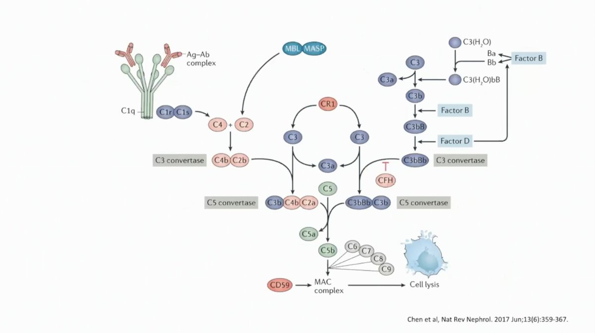 joraltron's tweet photo. Potencial terapéutico de #avacopan en #vasculitis #ANCA
Dr. Iñigo Rúa-Figueroa
#25TenTopicsBCN #TenTopics https://t.co/dKwXUHgXGI