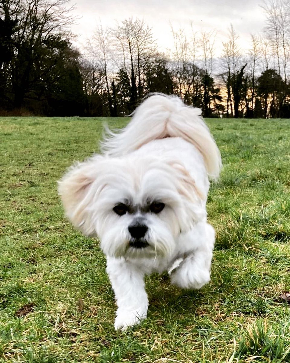 AngieYWine's tweet photo. Some 🐶🐶 pics from our morning #walkies at Lady Dixon park. The heads were a bit blurry after a little over-indulgence last night, which is reflected in some shots. 🤣
#happydogs #lhasaapso #weekendwalkies #headspace #freshairandfreedom https://t.co/hTIKBaw0nq