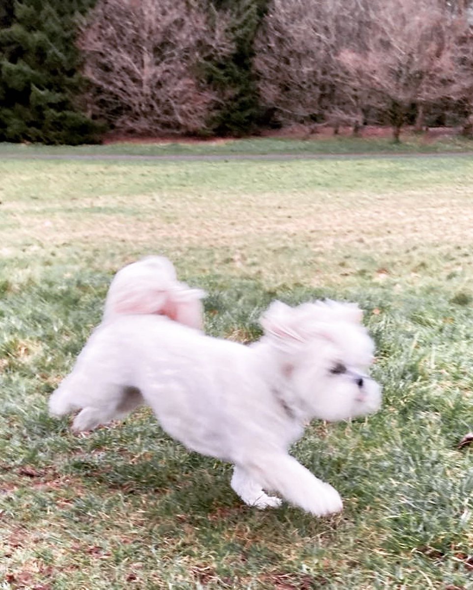 AngieYWine's tweet photo. Some 🐶🐶 pics from our morning #walkies at Lady Dixon park. The heads were a bit blurry after a little over-indulgence last night, which is reflected in some shots. 🤣
#happydogs #lhasaapso #weekendwalkies #headspace #freshairandfreedom https://t.co/hTIKBaw0nq