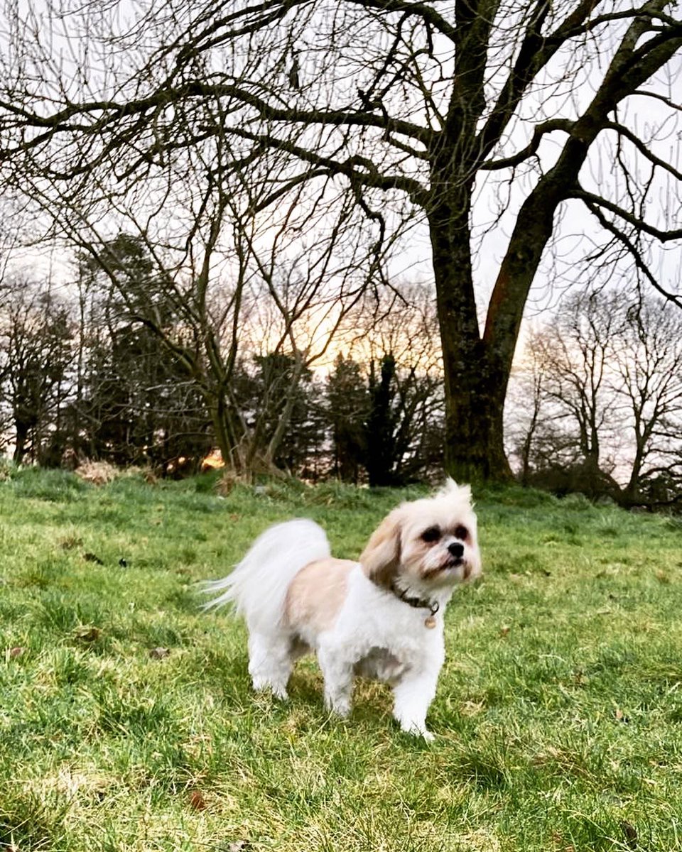 AngieYWine's tweet photo. Some 🐶🐶 pics from our morning #walkies at Lady Dixon park. The heads were a bit blurry after a little over-indulgence last night, which is reflected in some shots. 🤣
#happydogs #lhasaapso #weekendwalkies #headspace #freshairandfreedom https://t.co/hTIKBaw0nq