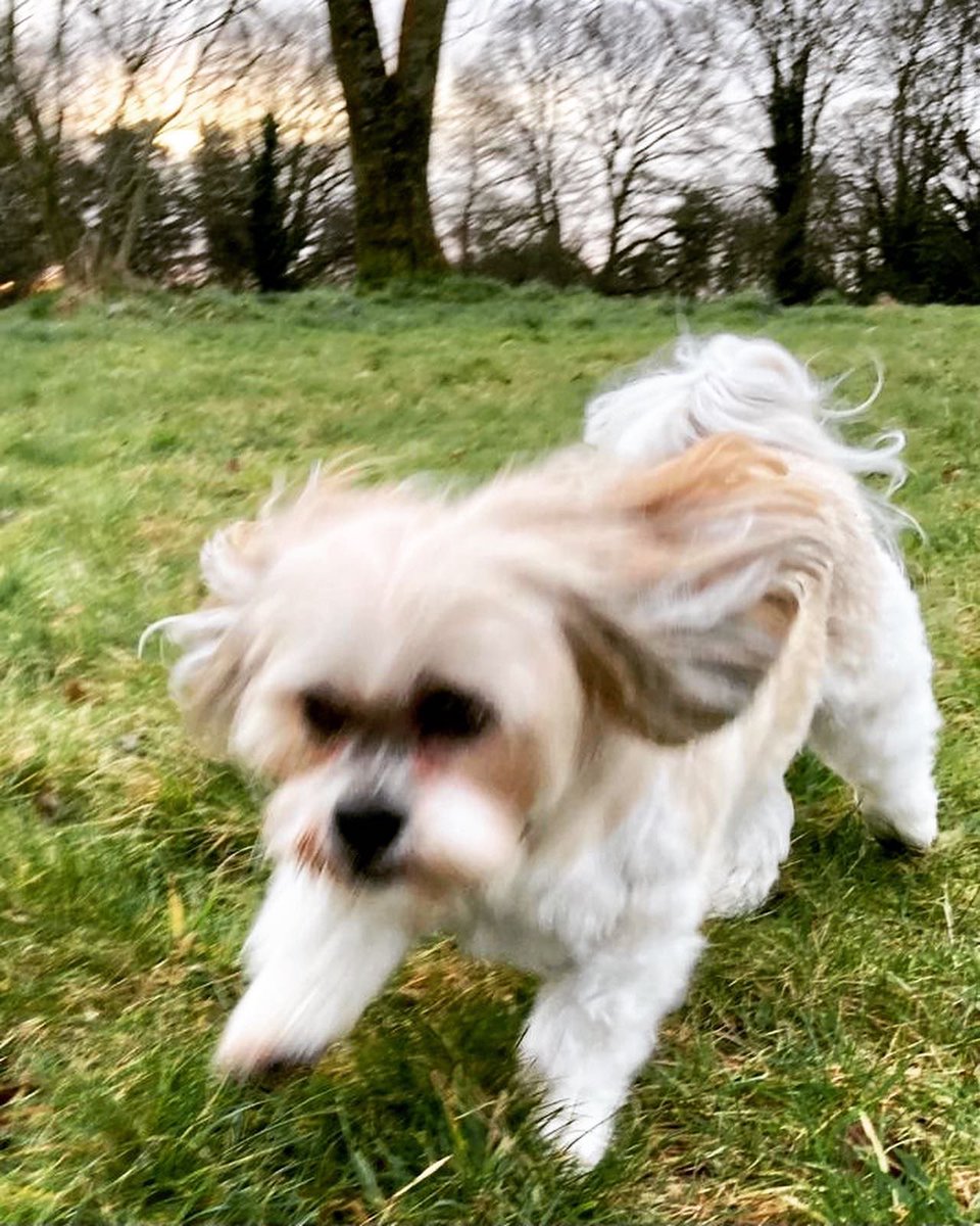 AngieYWine's tweet photo. Some 🐶🐶 pics from our morning #walkies at Lady Dixon park. The heads were a bit blurry after a little over-indulgence last night, which is reflected in some shots. 🤣
#happydogs #lhasaapso #weekendwalkies #headspace #freshairandfreedom https://t.co/hTIKBaw0nq
