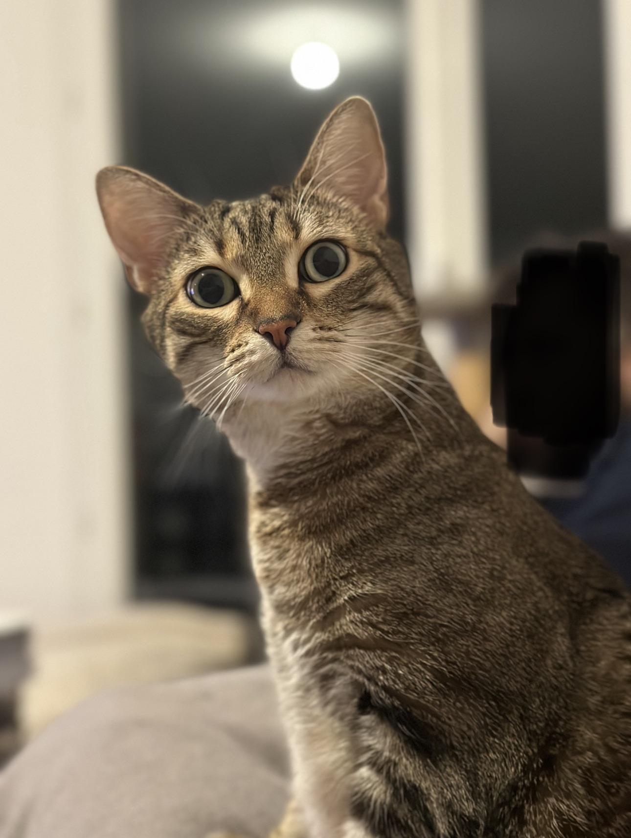 Michael's Cat on Twitter "Next month, I’m moving abroad with my cat (15h flight). Some people