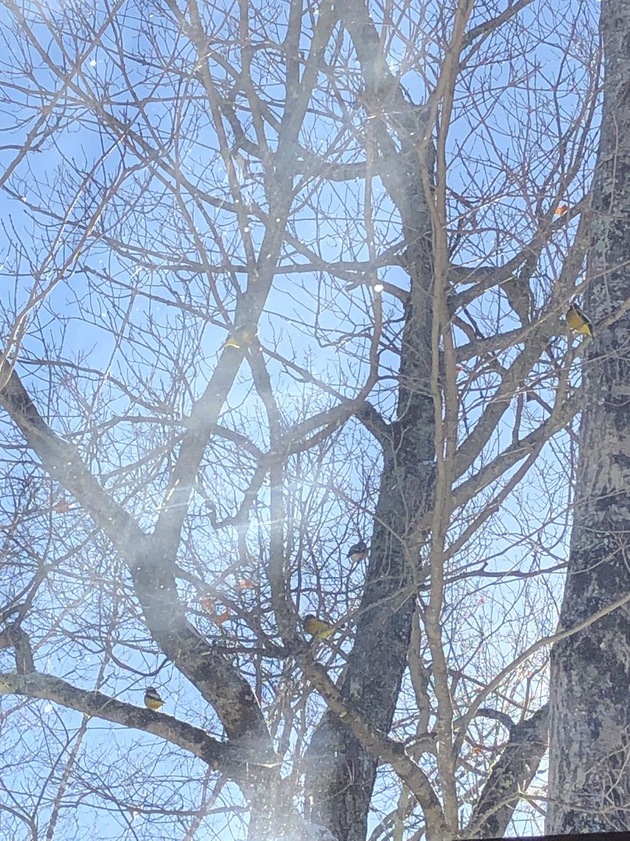 My first #EveningGrosbeak sighting.  Had to use my <a href="/NatGeo/">National Geographic</a> field guide to make a joyful discovery 🐦 

#Birding #Adirondacks