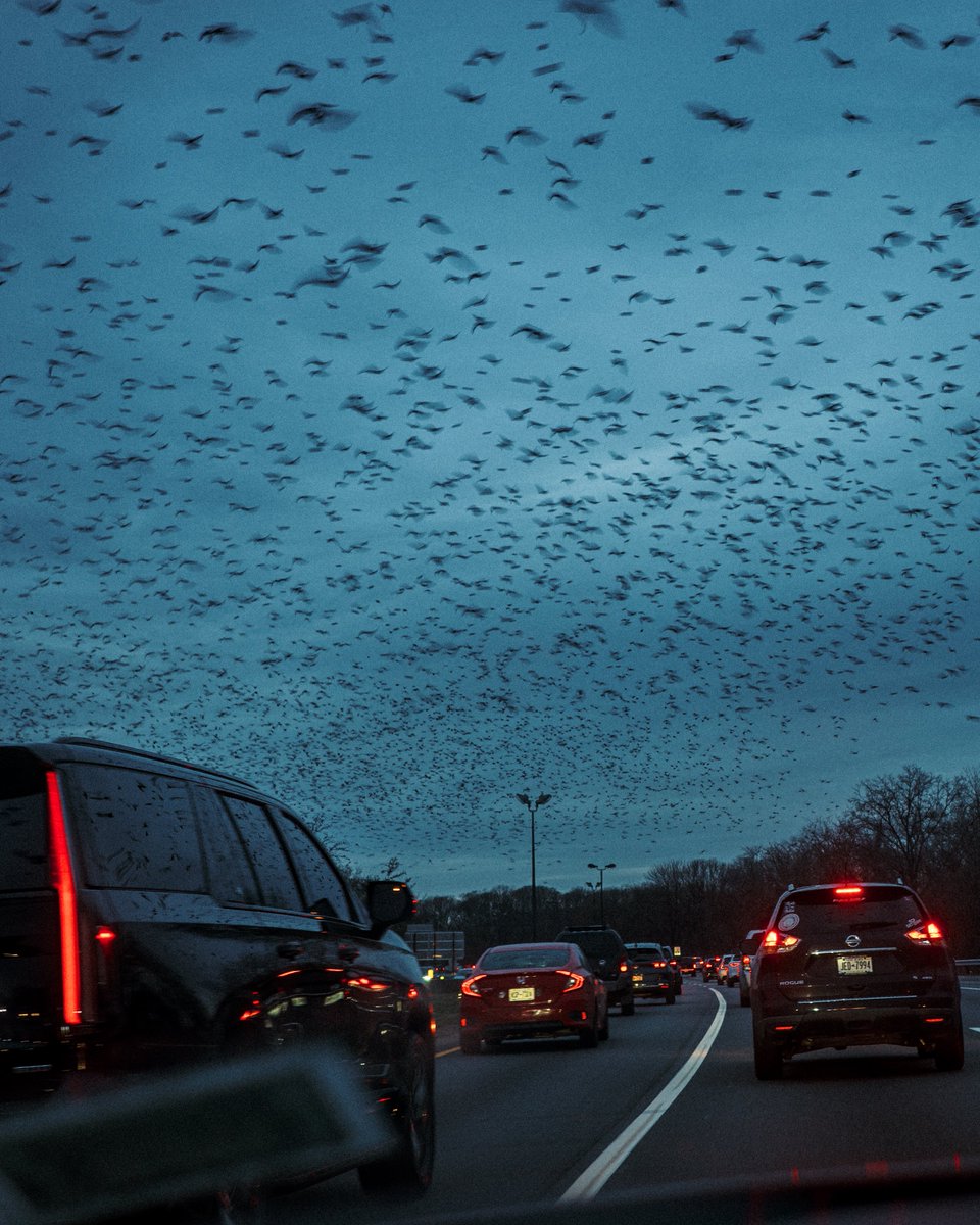 davidmerrique's tweet photo. Starlings I think? #ricohgriiix https://t.co/FGNgGu3vmC