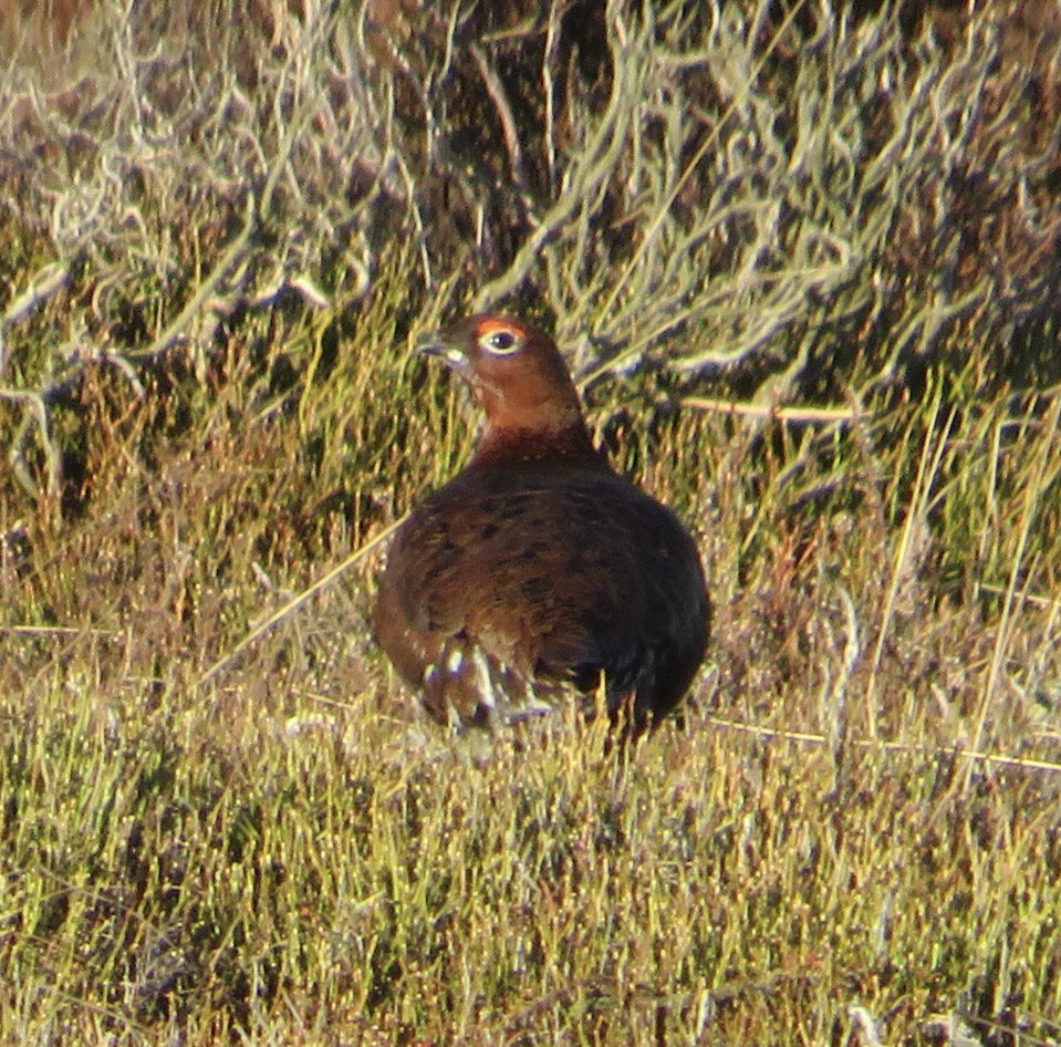 💙 #beacon #bluebank #wren #grouse #northyorkshiremoors #saturdaywalk #whitby