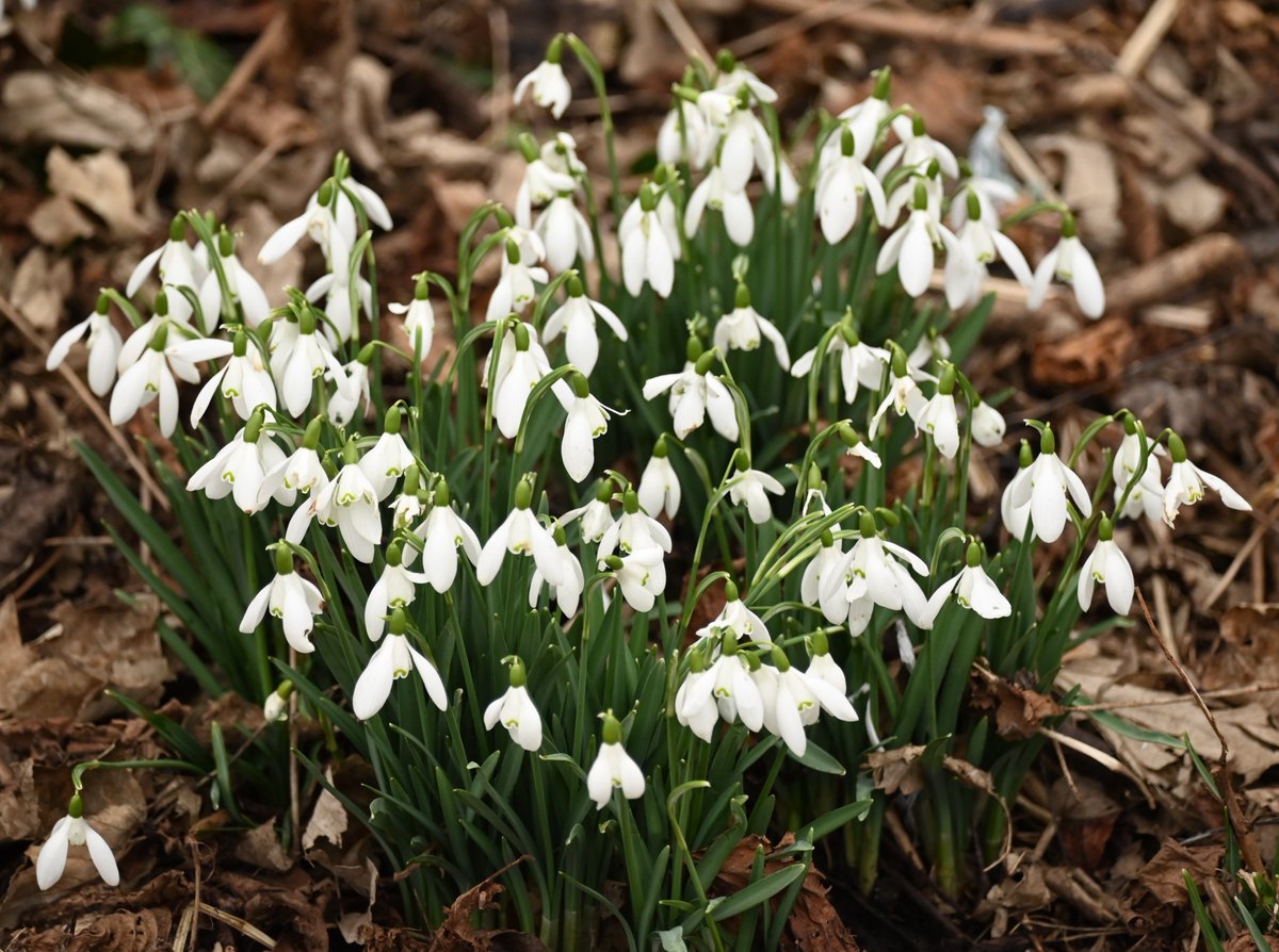 Snowdrops in #cranepark @WildLondon #wildflowers #Snowdrops #nikonphotography