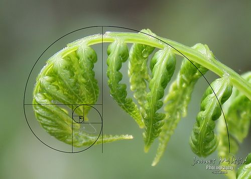 ZappVibes's tweet photo. @WolfyTheWitch It was explained on our class that the golden ratio is very linked to nature, sort of like a perfect formula or order nature follows by itself, it's not squared like humans tend to do and it is basically everywhere- https://t.co/EqDUT7U9jK