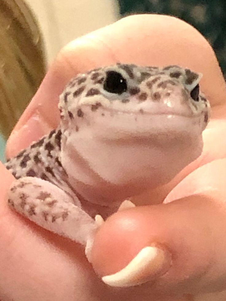 largatixinhas's tweet photo. o sorriso mais lindo do planeta terra https://t.co/o582YaOnth