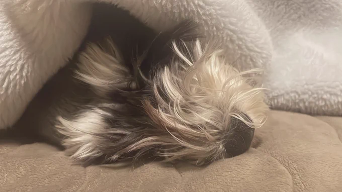 犬かどうかも怪しいな 