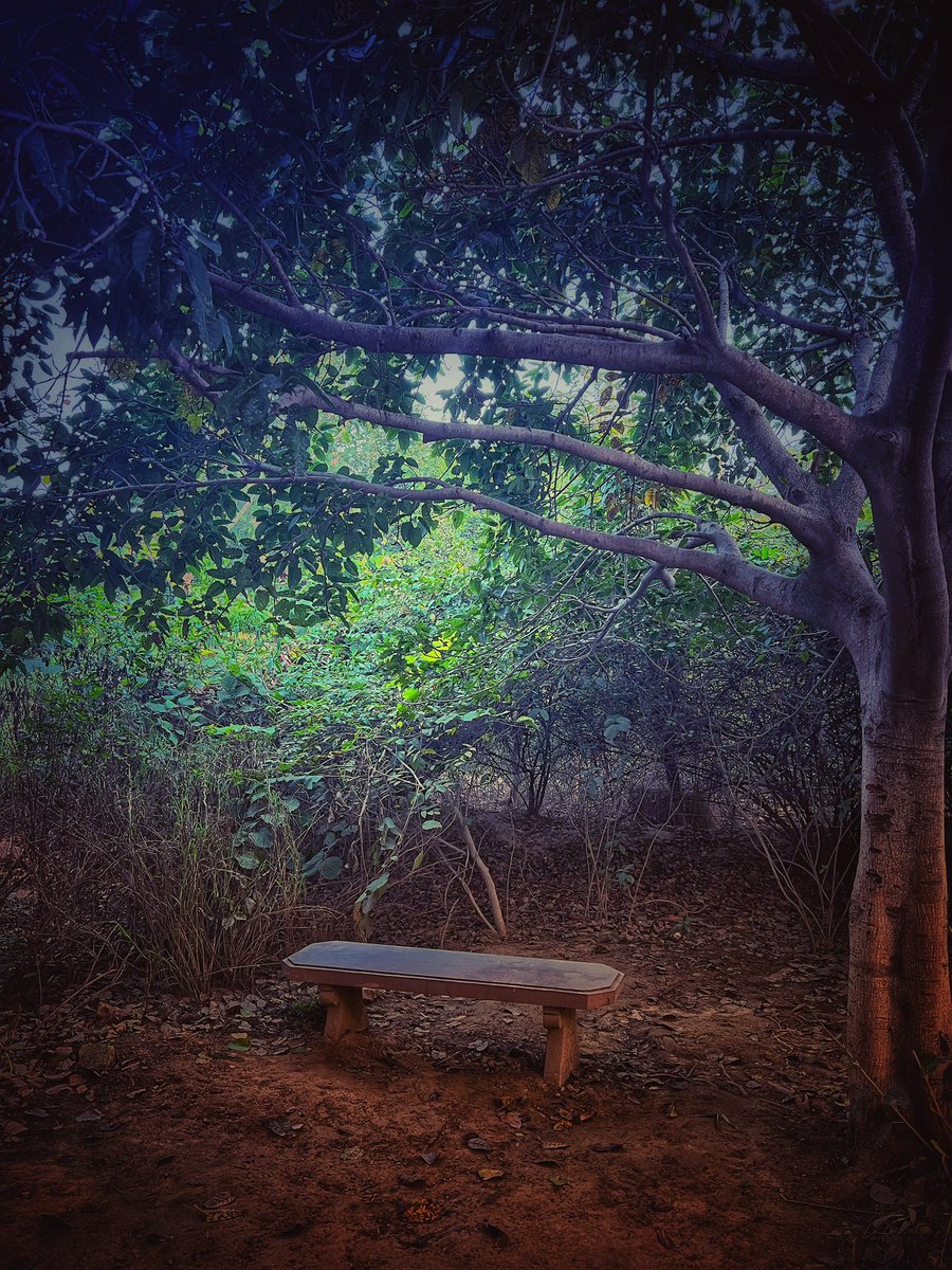 Let’s wander where the Wi-Fi is weak. #NaturePhotography #forestbath #aravali