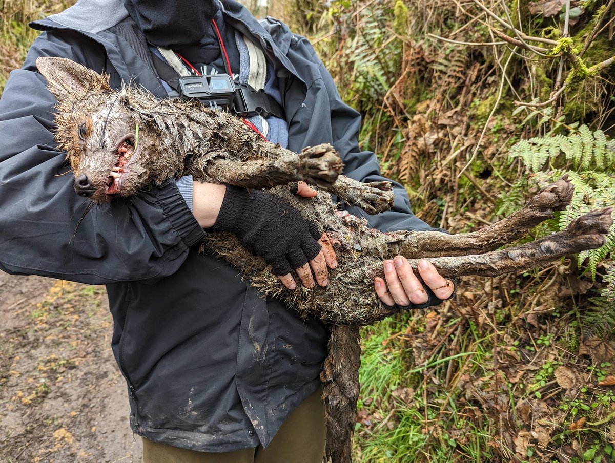 BREAKING: The Stevenstone Hunt have just killed this vixen in front of saboteurs near #Woolsery, Devon. The hunt chased her to ground in a pile of rubbish, bolted her and chased her again.

📷: <a href="/devoncountysabs/">Devon County Hunt Sabs</a>
