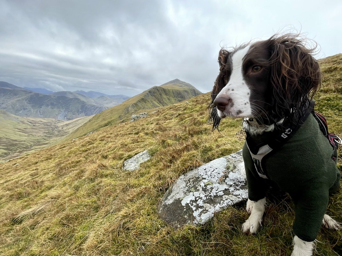 More mountain dog.