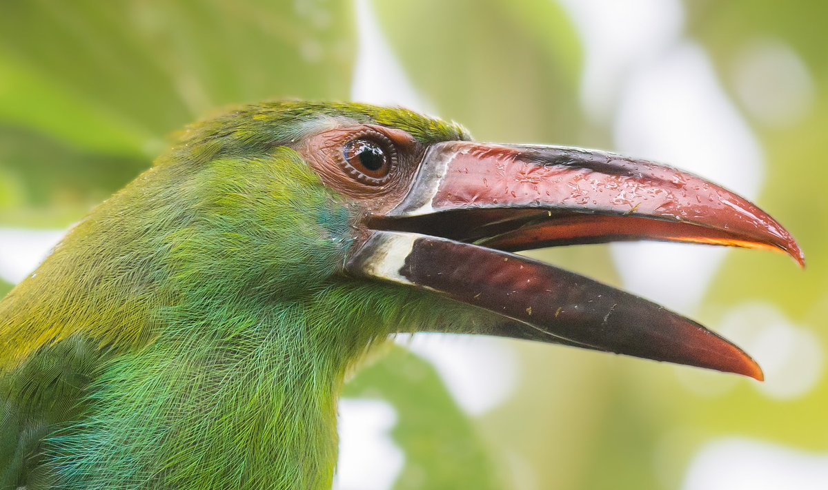 michaelpasaje96's tweet photo. Andaba perdido de las redes, para retomar por estos lares, les comparto hoy este retrato de 📸Tucancito Culirrojo/Crimson-rumped Toucaned/Aulacorhynchus haematopygus
#BirdsSeenIn2023 #birding #colombia https://t.co/rK9IuGmuVS