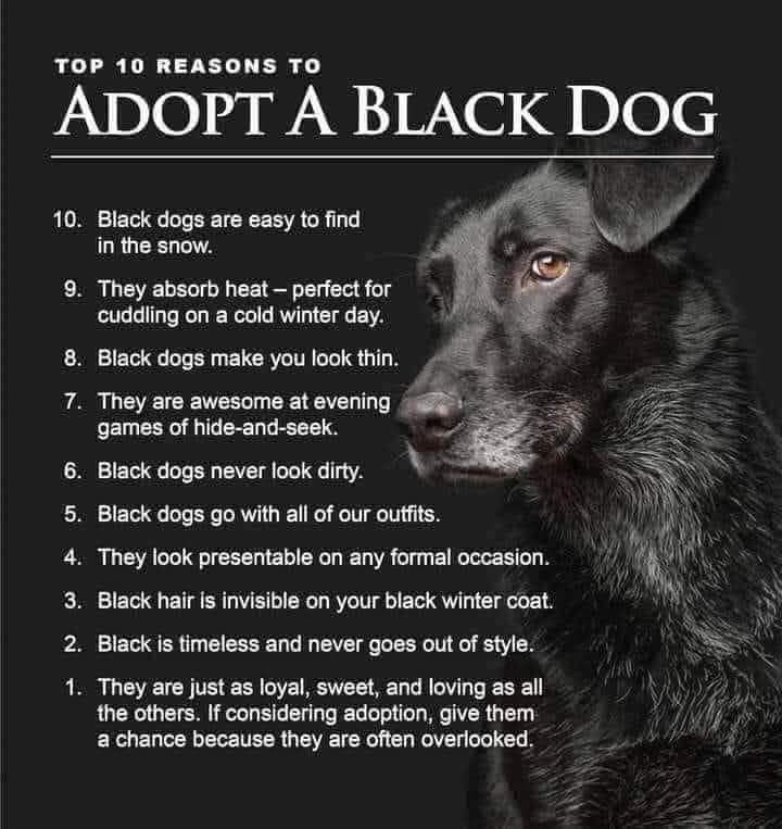 Stichting Dierennood tweet media