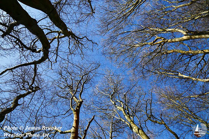 Looking up in mature beech #woodland that is part of #Southborough Common in #Kent on a sunny winter's day, available as #prints and on mouse mats and mugs with @Lens2Print: lens2print.co.uk/imageview.asp?…
#AYearForArt #BuyIntoArt #GiftThemArt #forests #trees #woods #nature #naturelover