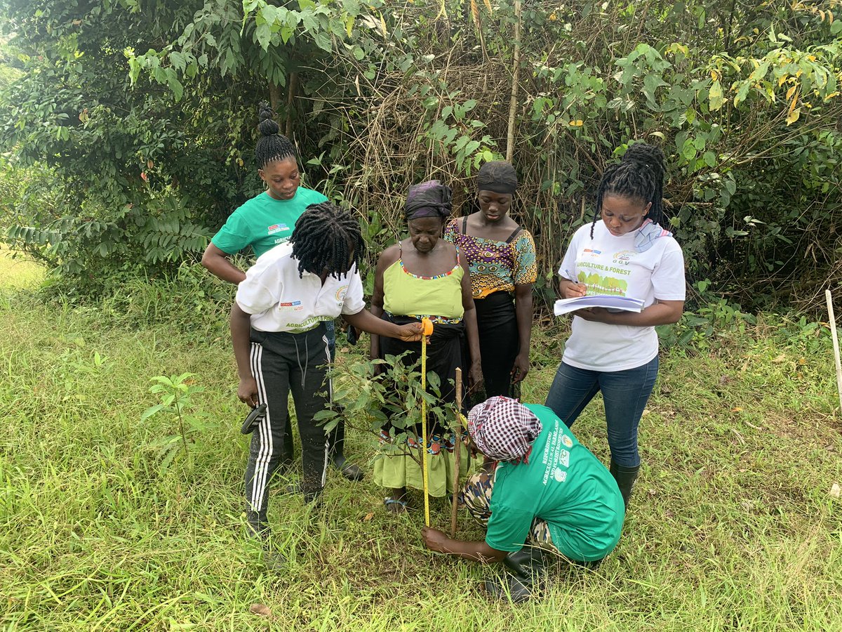 GoshenGlobal's tweet photo. Goshen Global Vision a restoration partner for the @TerraMatch for @Afr100_Official in the Western Region of Ghana, monitors planted tree seedlings for agroforestry and afforestation for the Agriculture and Forest Landscapes restoration project2022 @onetreeplanted @WorldResources https://t.co/mxNYisCidY