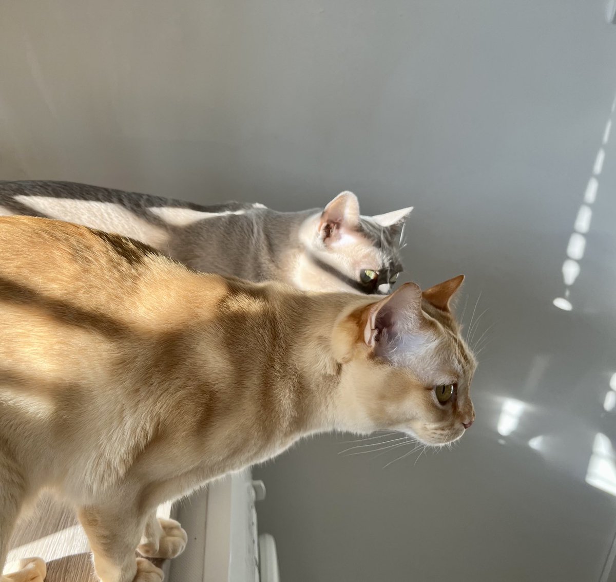 MiaCat6's tweet photo. Tiger impressions.#Burmese cats https://t.co/M3geApzOaM