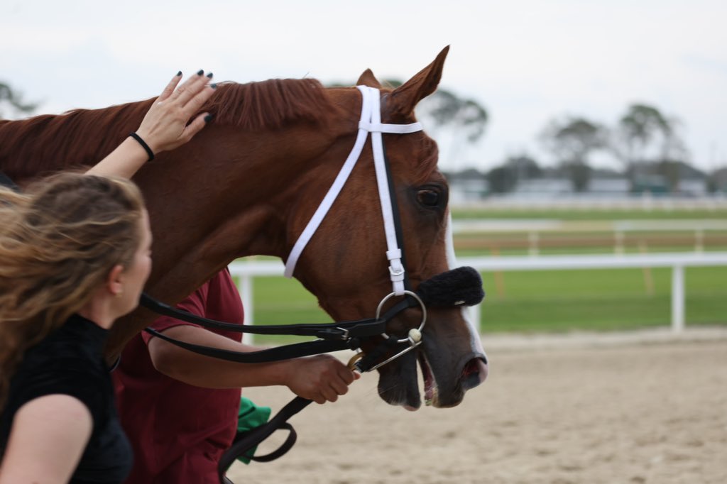 TampaBayDownsFL's tweet photo. Sibelius and @JuniorandKellyA win the Pelican Stakes, setting a stakes record with a time of 1:08.75! Sibelius is trained by Jeremiah OβDwyer and owned by Jun Park & Delia Nash, and was bred by Taylor Brothers Properties LLC, Pollock Farms, & Patrick Payne et al! ππ₯πΎ https://t.co/TGFF6A4B6e