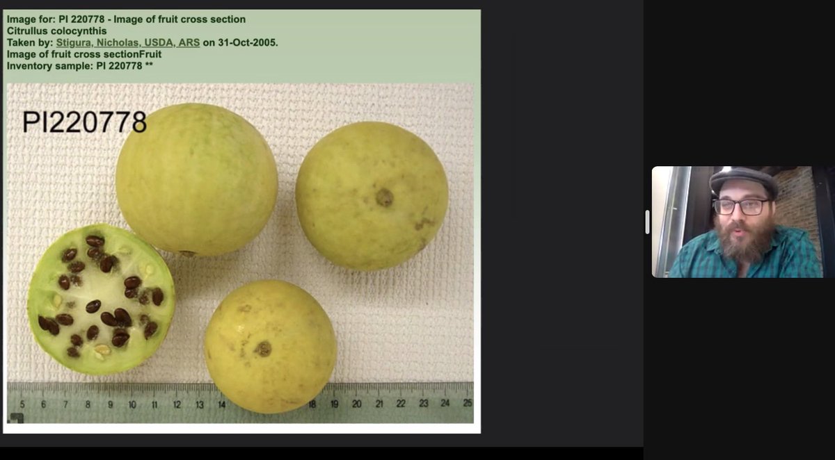 seedlibraries's tweet photo. Nate Kleinman of the https://t.co/oX5gLwSCEM shares about the importance of saving wild relatives to help us with climate adaptation: salt, disease, pest, & drought resistance. Wild relatives are amazing! #seedlibrarysummit Wild watermelons from #Namibia. https://t.co/rYe95182Ae