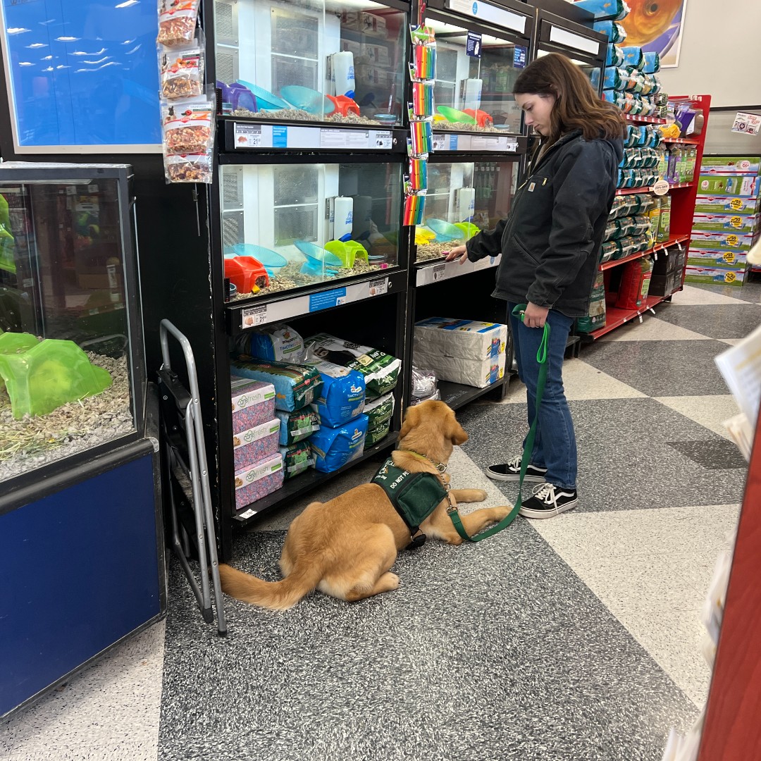 ECADServiceDogs's tweet photo. Team Training field trip! Putting all of their hard work at the Canine Center into practice in the real world. Celebrate these incredible teams this Wednesday 🤩👏https://t.co/i8H5yRoQfs
#ecadservicedogs #ecad #projectheal #fieldtrip #teamtraining #updates #pupdates https://t.co/WI7lR1fPnc