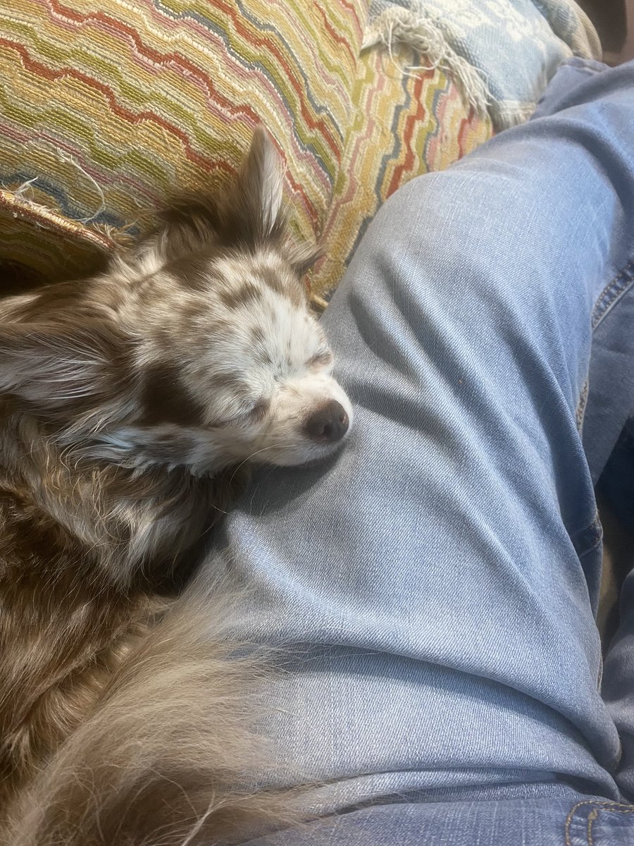 mamaAthena75's tweet photo. My sickie buddy! #chihuahua #chisanathechihuahua #dogs https://t.co/DIxqqH191M
