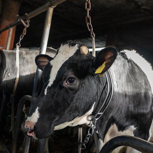 It's important to remember that behind every glass of milk and every slice of cheese, there is a sentient being that deserves to be treated with dignity and respect.

Image human.cruelties
#dairytruth #milk #februdairy