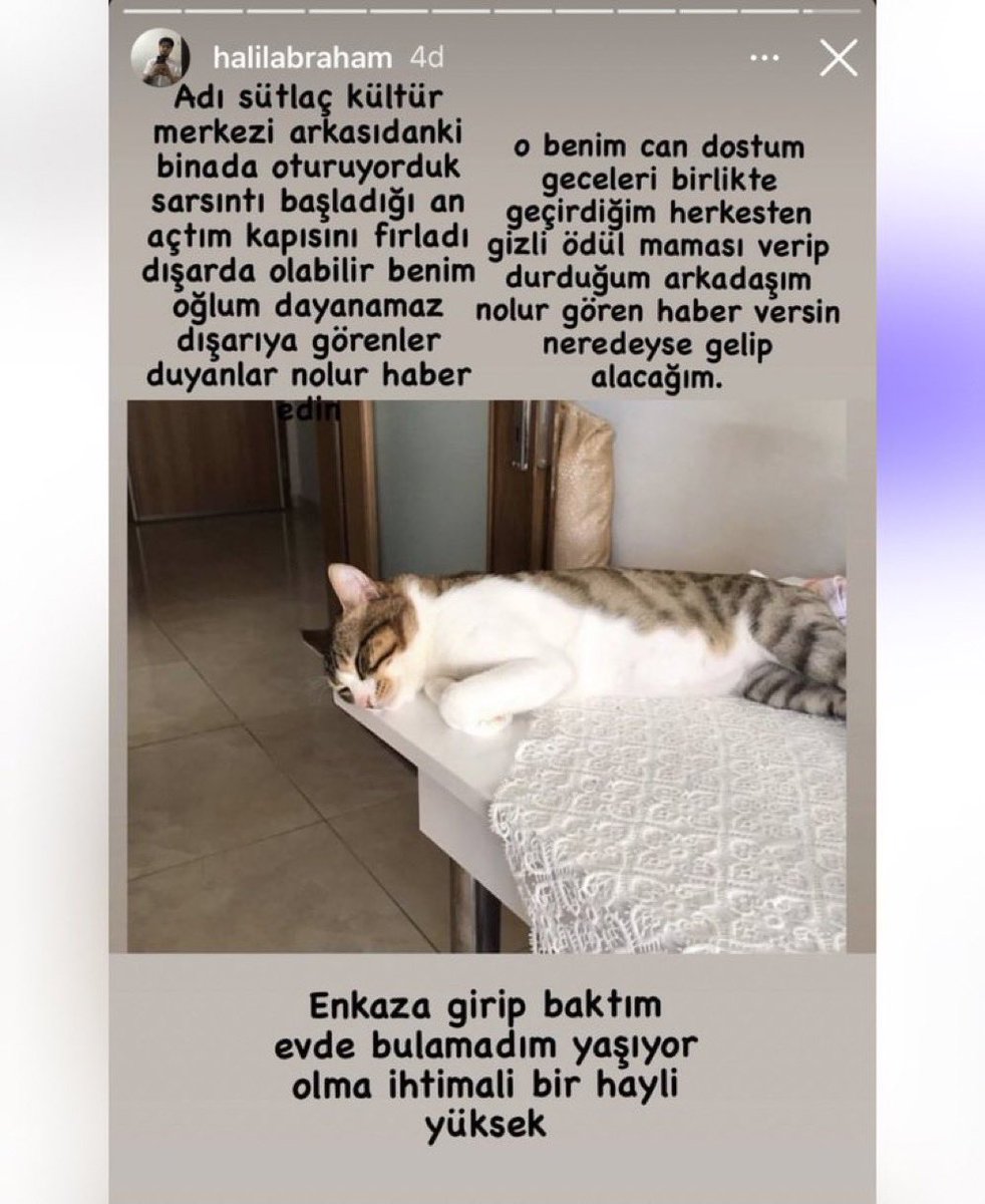 TEYİTLİ 🆘🆘🆘 Kedimiz sütlaç erkek depremde kayboldu #hatay Antakya’da kültür merkezinin oralarda olabilir kafasının arkasında kaşıyarak yaptığı bir yarası var lütfen bulmamıza yardım eder misiniz #hatayantakya #hatayafad #hataykedi