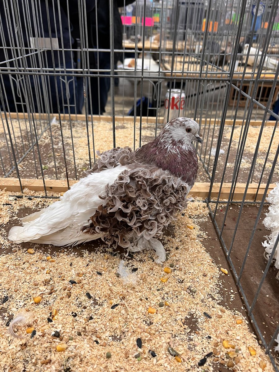 birdwarde's tweet photo. pigeon show today oh my GOD https://t.co/Y50fOd26Dn