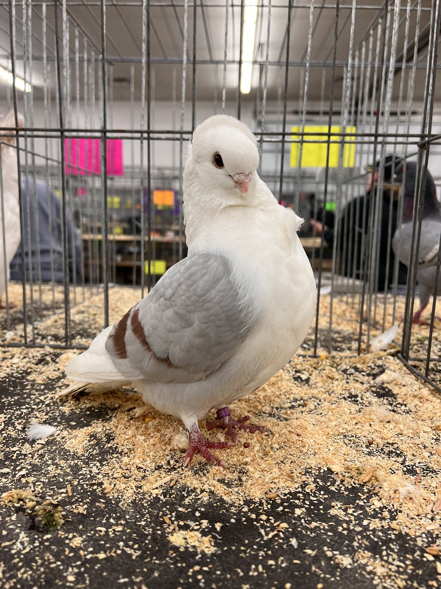 birdwarde's tweet photo. pigeon show today oh my GOD https://t.co/Y50fOd26Dn