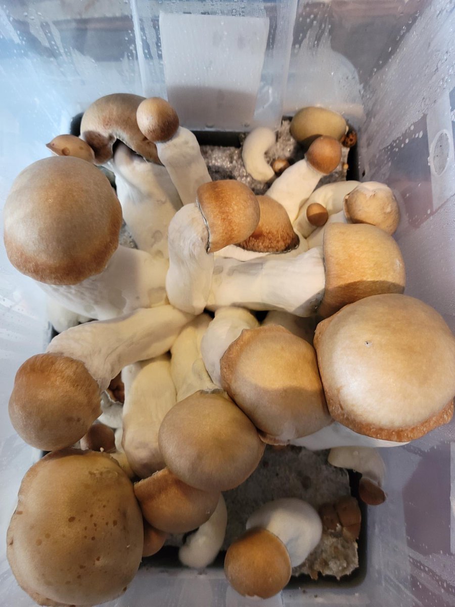 Small batch big yield . It’s all about genetics and environment. Don’t miss out on the nitrogen ( manure  based substrate !).🍄🍄🌶️