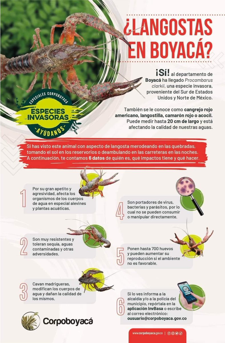 Les hacemos un santuario a las langostas rojas <a href="/domingoanimal/">Luis Domingo Gómez Maldonado</a> , @santiagolozanow , <a href="/andreapadilla/">Andrea Padilla</a> ?