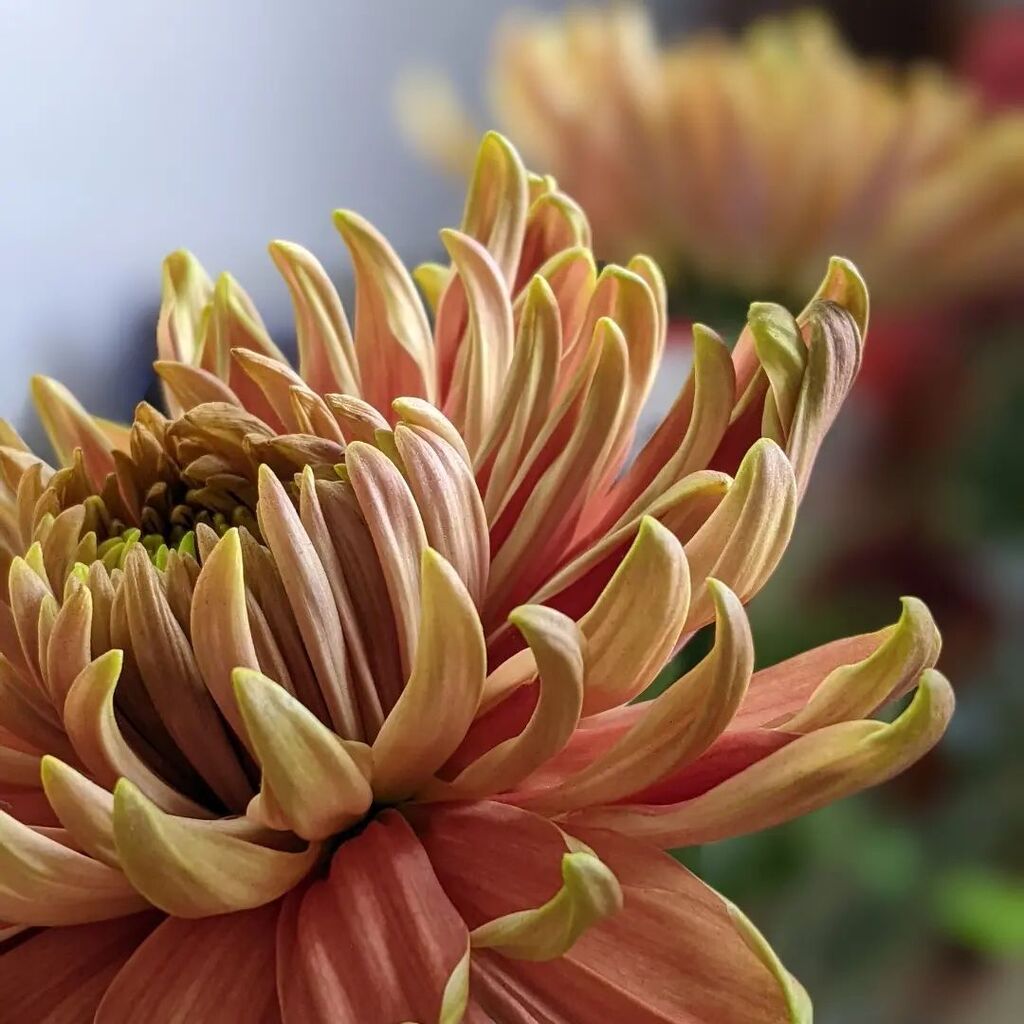 marieowyn's tweet photo. Chrysanthemums 

Cut flowers cheering me up on a dull day so I thought I'd share good feeling 🙂

🌼
🌼
🌼

#chrysanthemums
#cutflowersforthehouse https://t.co/CihG0Vvns2 https://t.co/sVf74YUHag