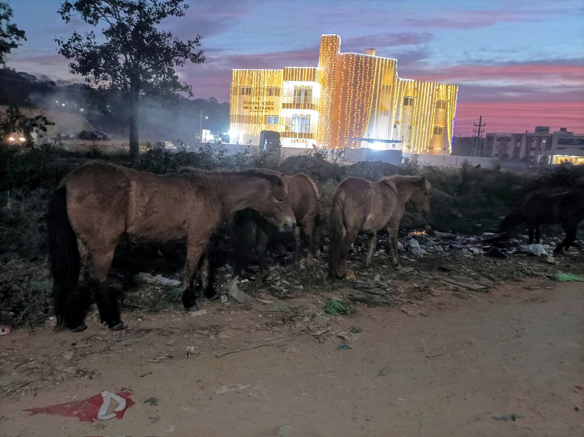 JawaharJonathan's tweet photo. Horses that knew no masters? https://t.co/EAzdBMQrFi