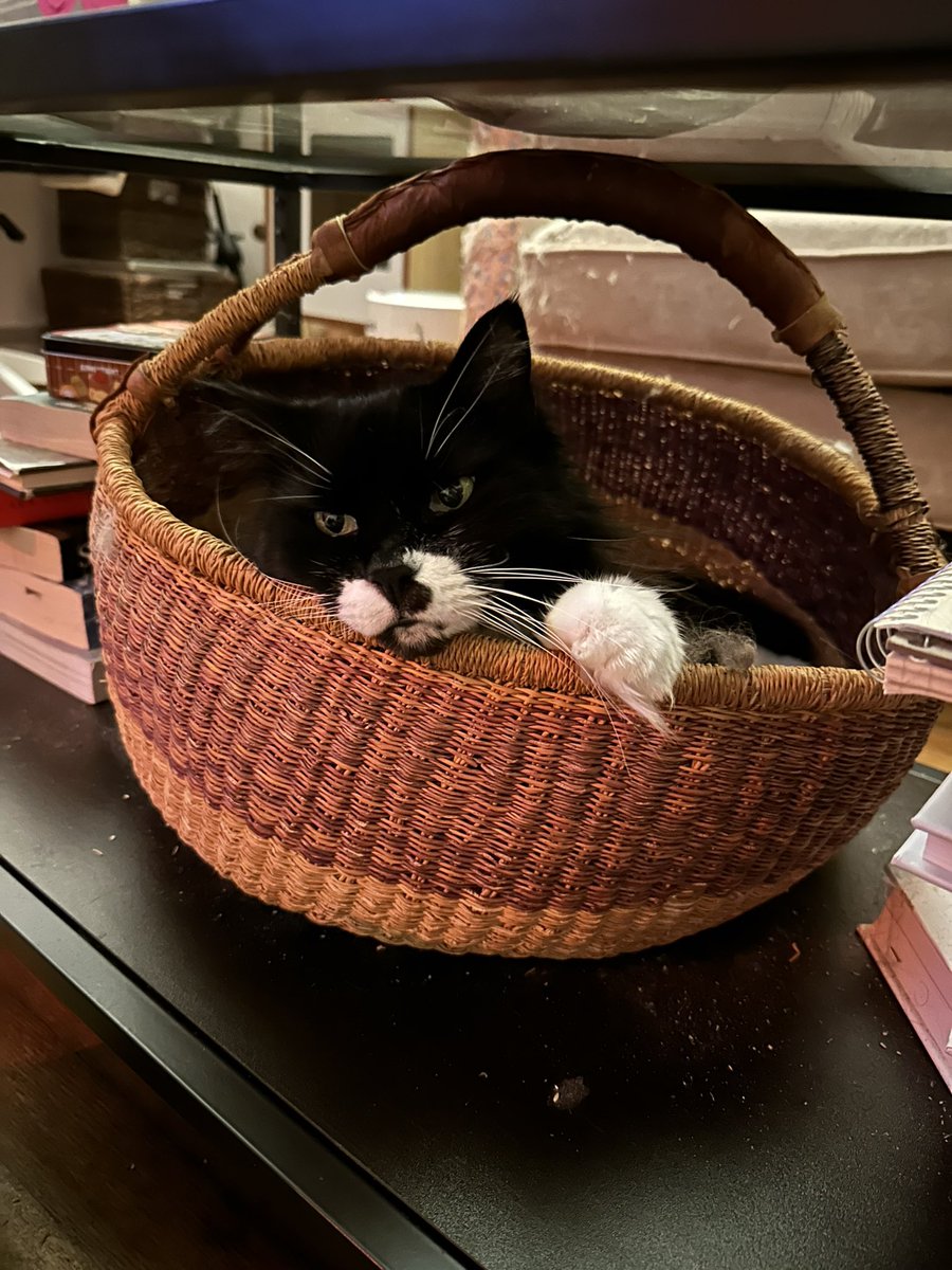 weeplord's tweet photo. Bullying my senior cat by telling her “you weren’t even around in 2009! You don’t even know what 2009 is!” https://t.co/FOzmuw5Uzd