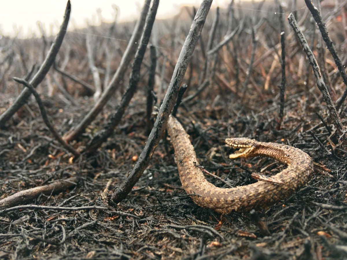 🔥Moorland burning is in full sway, damaging land and polluting our air.
🐍Wild animals who can't escape are burned alive.
🦎Driven grouse shooting harms wildlife and habitat.
➡️Report burning here: upland-burning-rspb.hub.arcgis.com/pages/report-a…